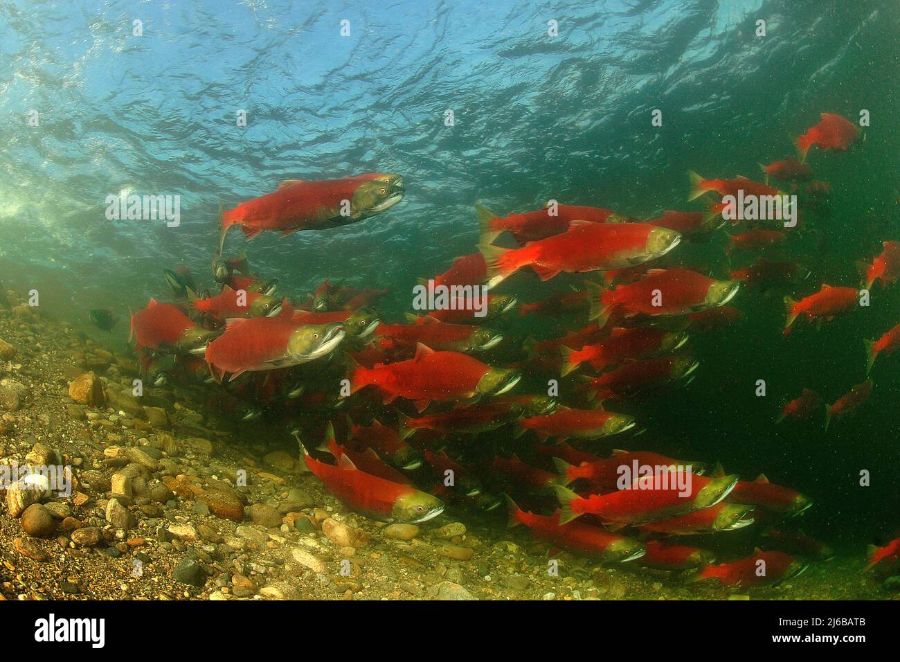 Eine Schulzeit von Sockeye Salmons (Oncorhynchus nerka), die den Adams River hinauf schwimmen, Roderick Haig-Brown Provincial Park, British Columbia, Kanada Stockfoto