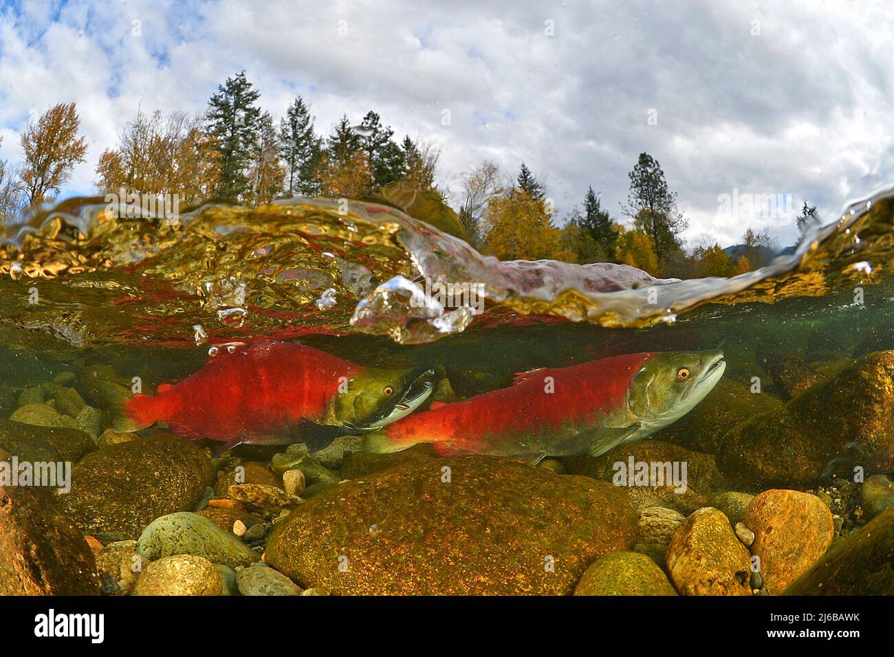 Geteiltes Bild, Sockeye Salmons (Oncorhynchus nerka), Schwimmen auf dem Adams River zum Laichen und Sterben, Roderick Haig-Brown Provincial Park, British Columbia Stockfoto