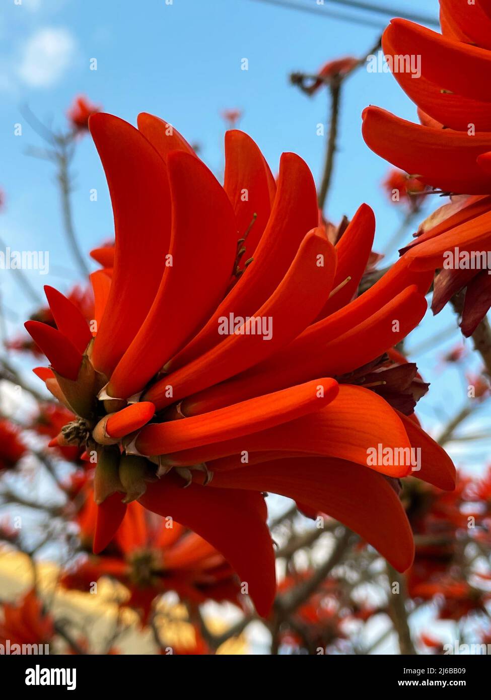 Leuchtend rote spektakuläre Blüten von Erythrina vor blauem Himmel Hintergrund. Erythhrina corallodendron, der rote Bohnenbaum, ist eine blühende Pflanze Stockfoto