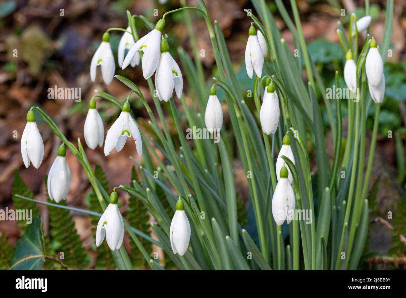 Detailaufnahme eines Schneeglöckchen-Clusters (Galanthus nivalis) im Januar Sonnenschein. Great Torrington, Devon, England. Stockfoto Detailaufnahme eines Schneeglöckchen-Clusters (Galanthus nivalis) im Januar Sonnenschein. Great Torrington, Devon, England. Stockfoto