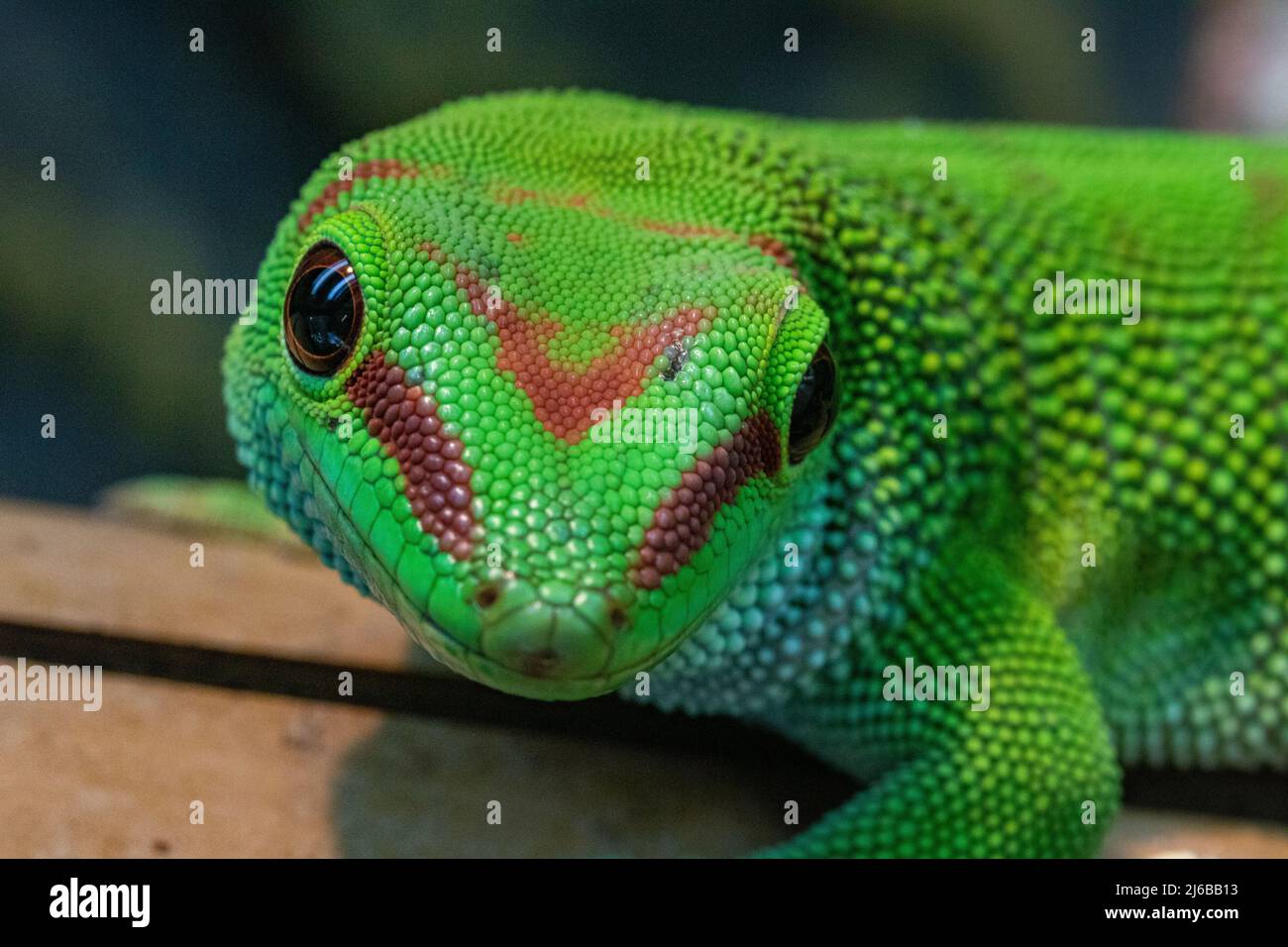 Bunt, Kopf auf Porträt eines madagassischen Riesengeckos (Phelsuma grandis) Stockfoto