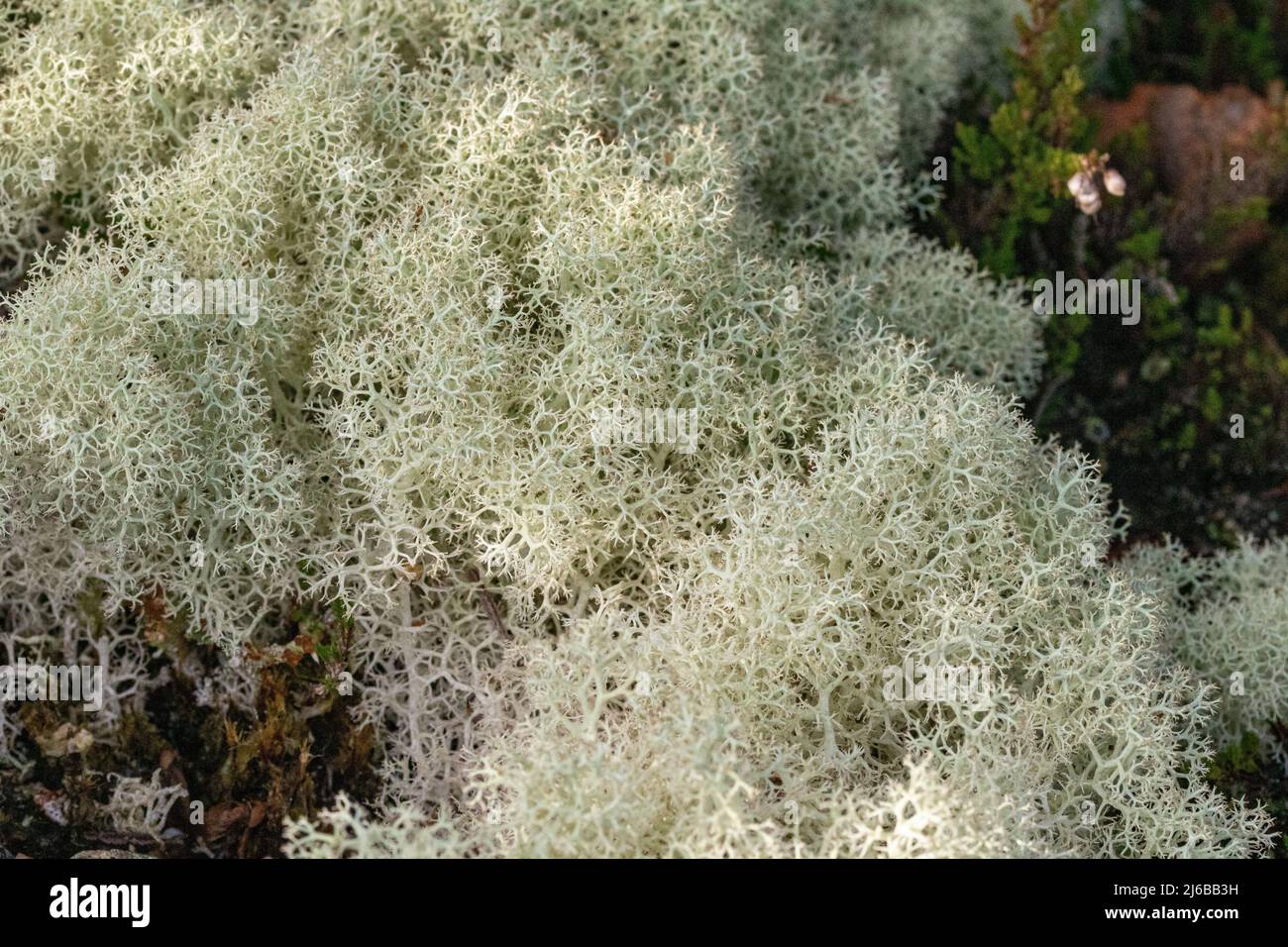 Makrodetails von Cladonia sp. Flechten im Winter. Stockfoto Makrodetails von Cladonia sp. Flechten im Winter. Stockfoto
