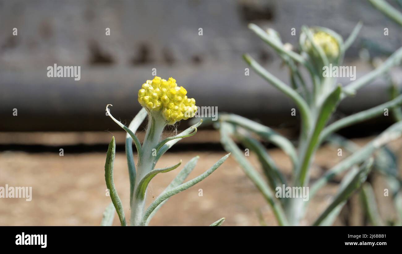 Blüten von Pseudognaphalium-Affin, die für die Herstellung von Reismehlteig für das Qingming-Fest verwendet wurden. Auch bekannt als Gnaphalium affin, Helichrysum affine, Gnaph Stockfoto