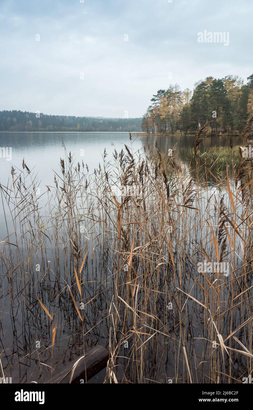Noch See mit Küstenschilf auf einem nebligen Morgen, natürliche vertikale Hintergrund Foto. Herbstlandschaft Stockfoto