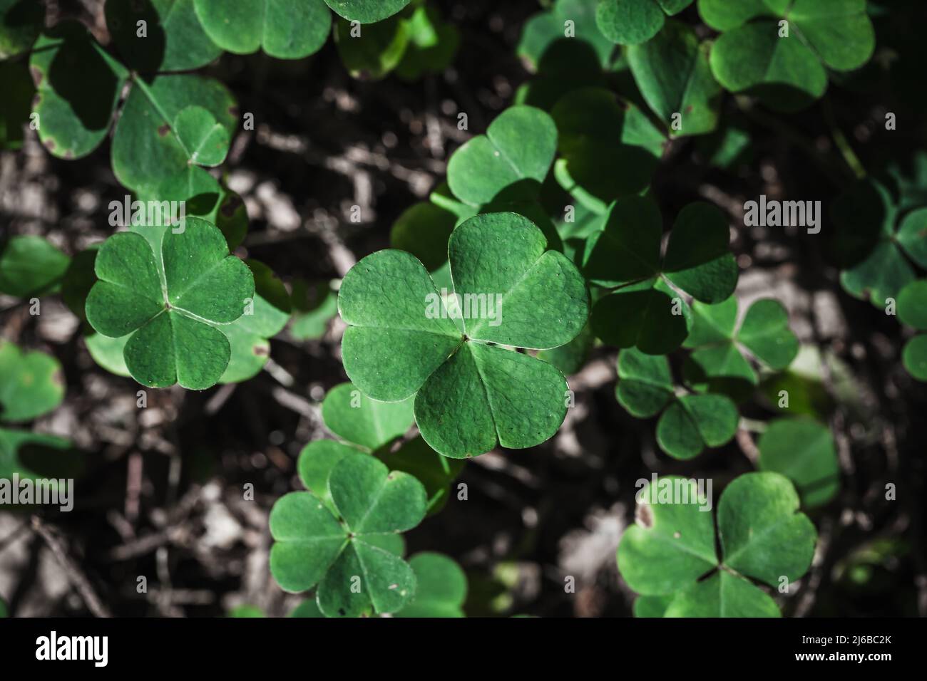 Wilde Oxalis, die in einem Wald wächst, Nahaufnahme, grüner wilder natürlicher Hintergrund Stockfoto