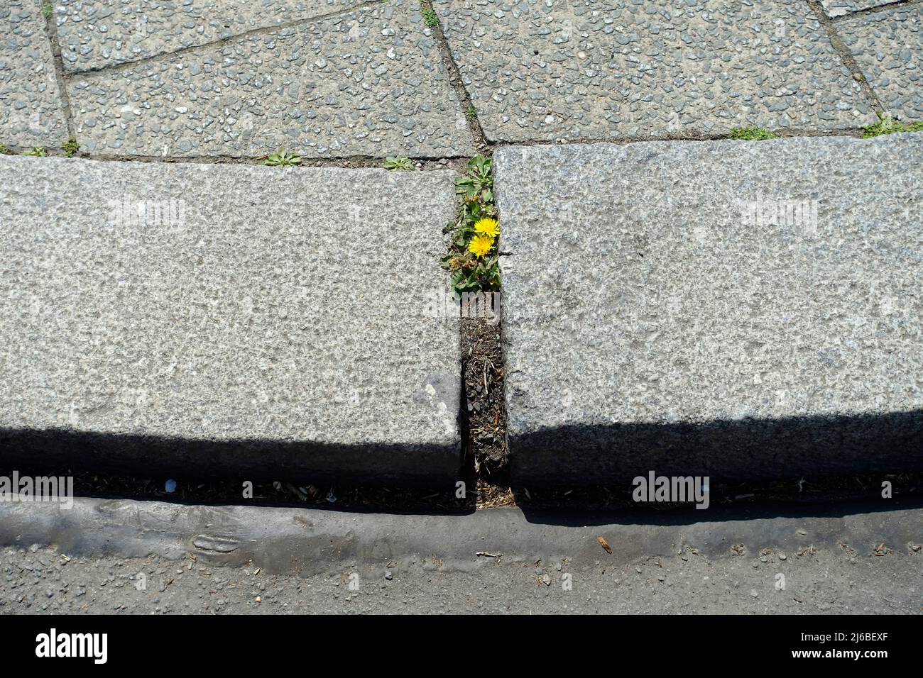 Die Natur findet einen Weg symbolisches Bild Stockfoto