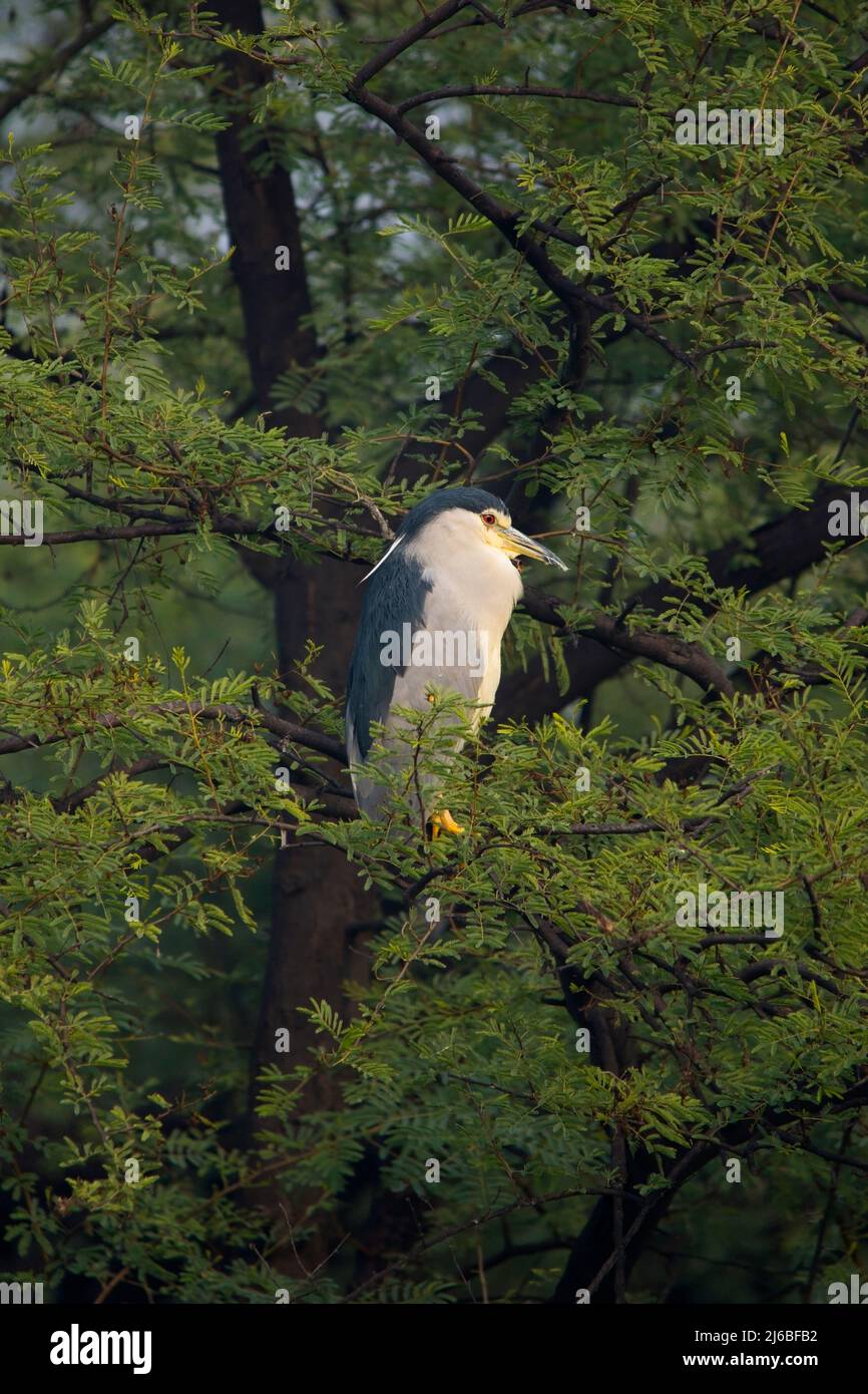 Schwarz gekrönte Nachtreiher in Baum vercroht Stockfoto