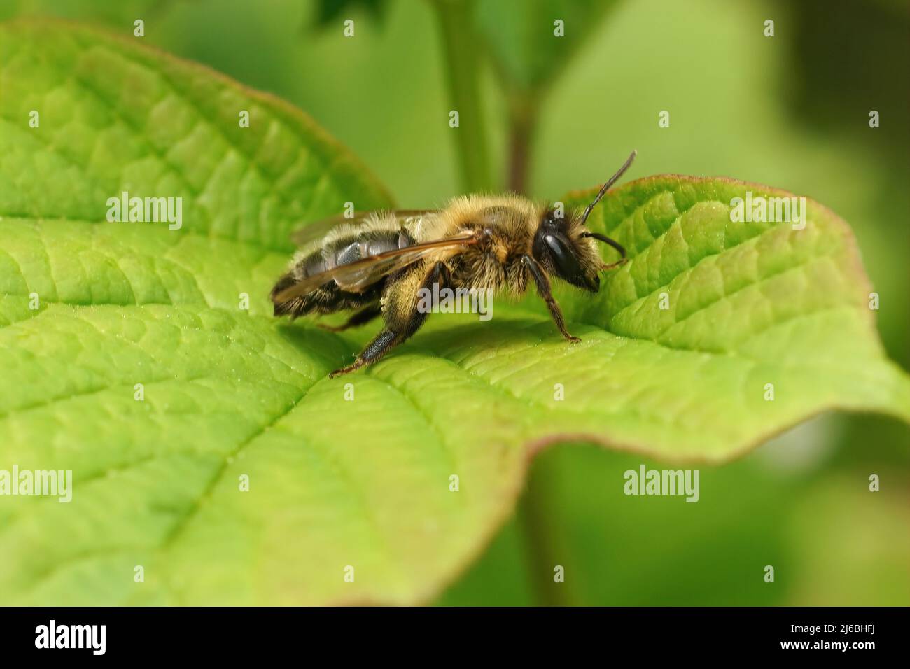 Nahaufnahme einer erwachsenen Hawthorn Mining Biene, Andrena scotica, die am späten Nachmittag auf einem grünen Blatt sitzt Stockfoto