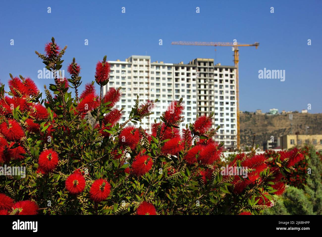 Baku. Aserbaidschan. 05.23.2020 Jahre. Schöne rote Blumen auf dem Boulevard am Meer. Stockfoto