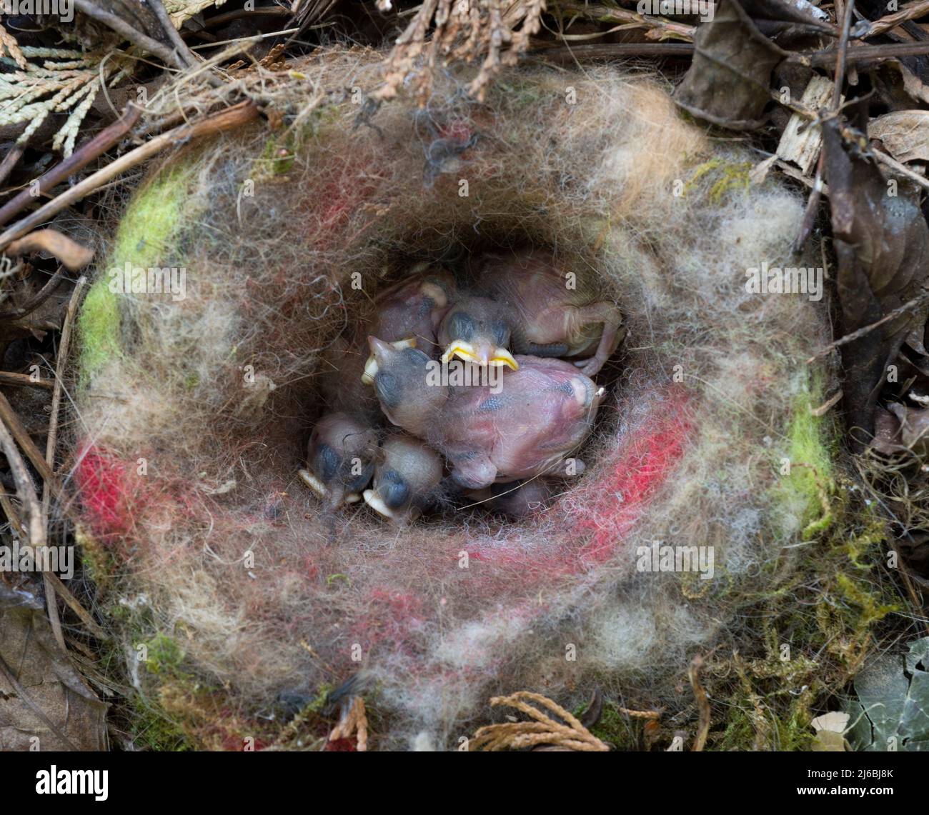 Verlassene Kohleibe, Parus major, Nest mit toten Küken aufgrund von Hunger oder Kälte, London, Vereinigtes Königreich Stockfoto