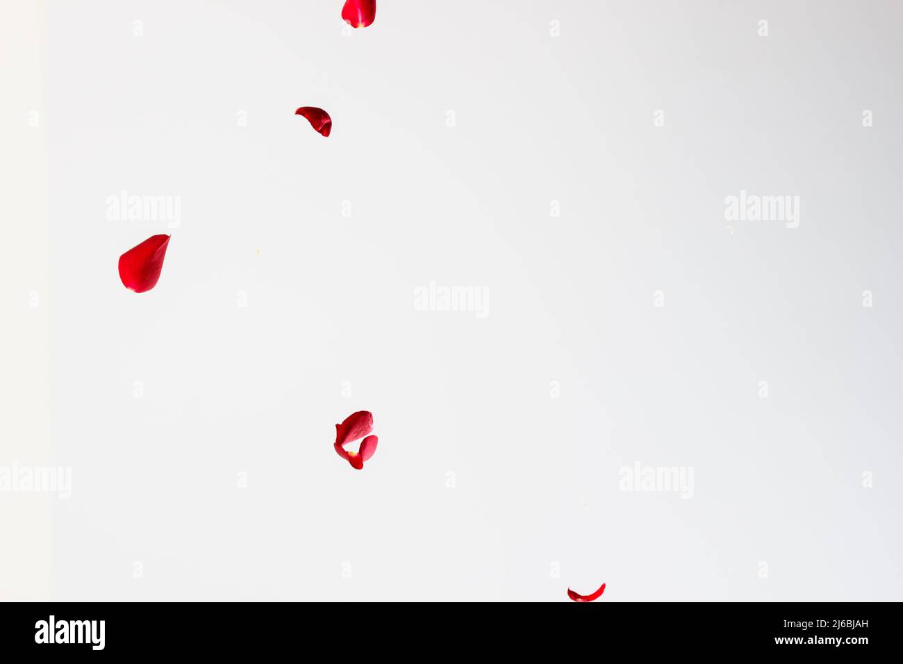 Rote Rosenblätter fallen vor weißem Hintergrund Stockfoto