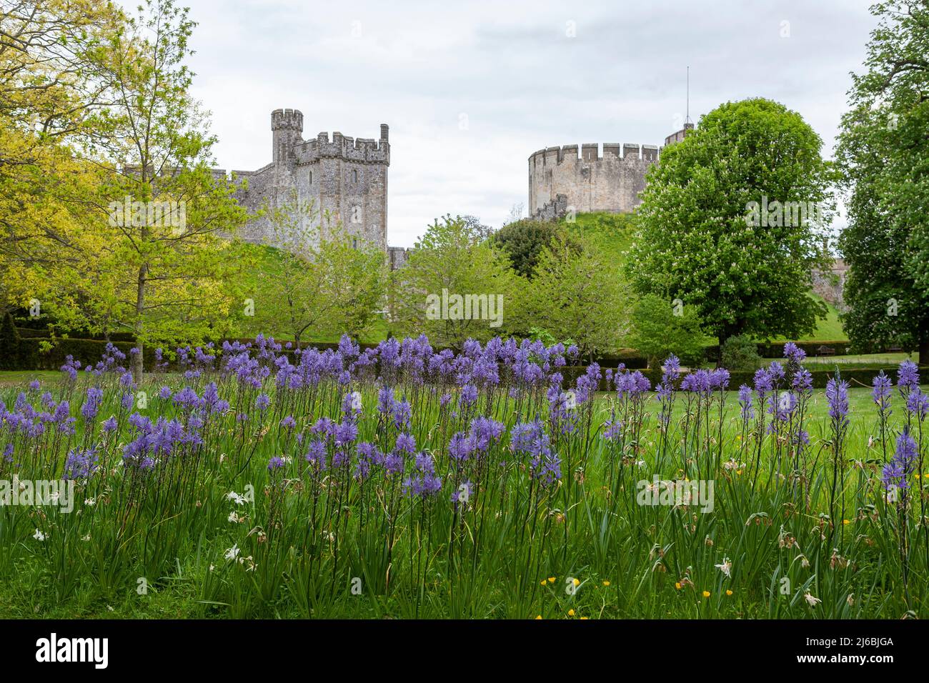 Der Bevis Tower aus dem 13. Jahrhundert und die normannische Motte, überragt vom Donjon aus dem 12. Jahrhundert, Arundel Castle, West Sussex, England: camassia im Vordergrund Stockfoto