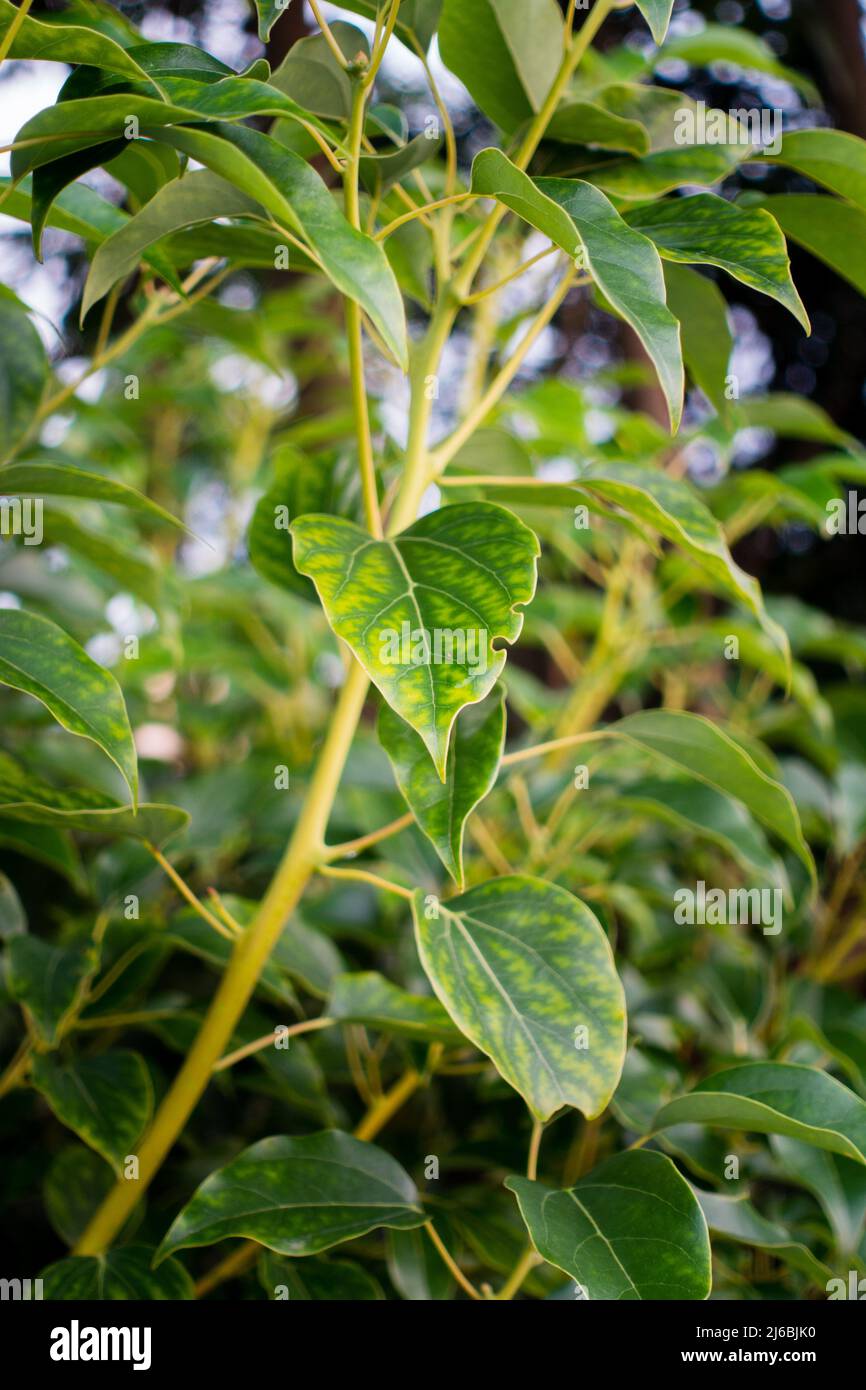 Eine Nahaufnahme der Blätter des Kampfer-Lorbeer. Cinnamomum camphora ist eine Art eines immergrünen Baumes, der allgemein unter den Namen Kampfer Baum, Camp bekannt ist Stockfoto
