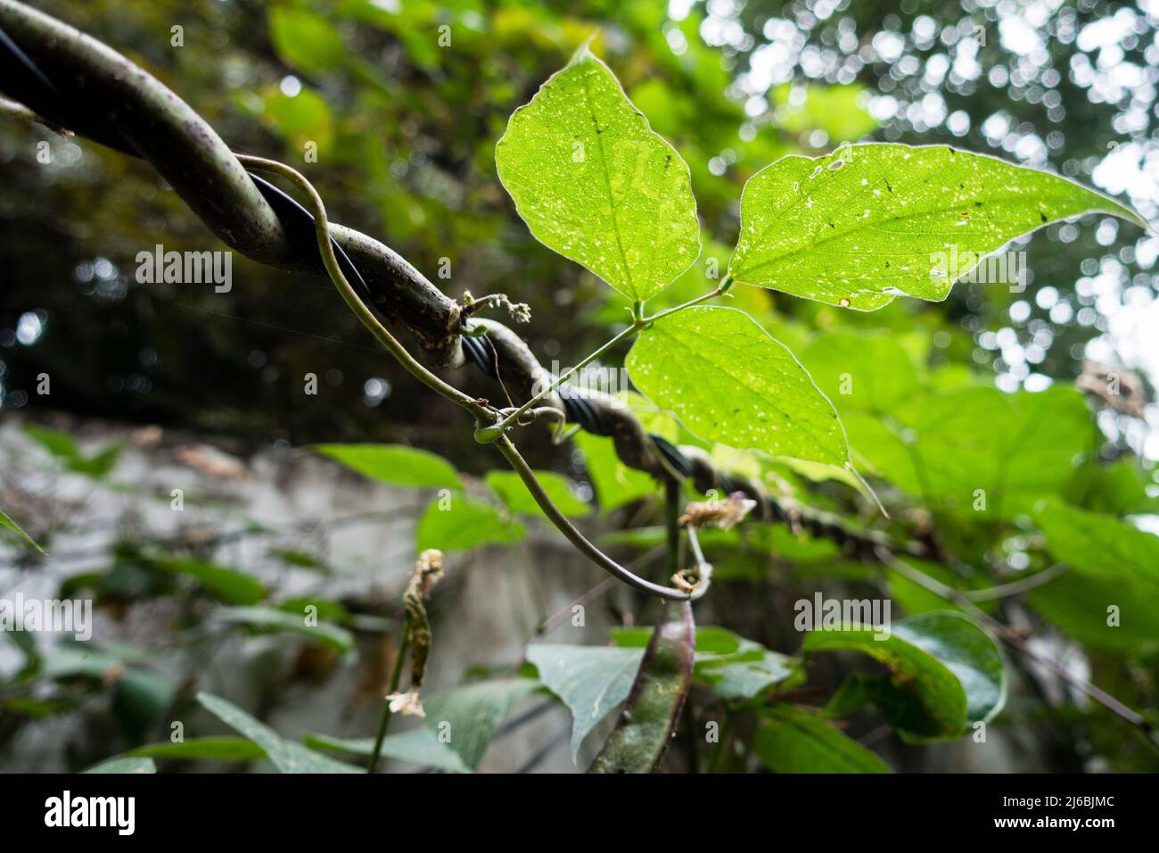 Eine Nahaufnahme von Kletterpflanzen im Gartenbau – eine Rebe ist jede Pflanze mit einer Wuchsgewohnheit von hängenden oder skandalösen (d. h. kletternden) Stielen, Lianas o Stockfoto