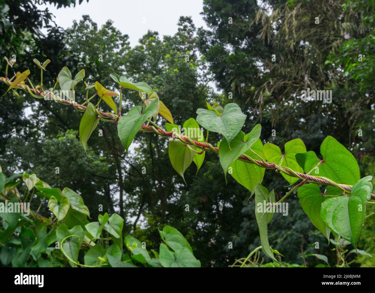 Eine Nahaufnahme der Dioscorea batatas (Igname de Chine) Rebe. Kletterpflanzen im Gartenbau. Stockfoto