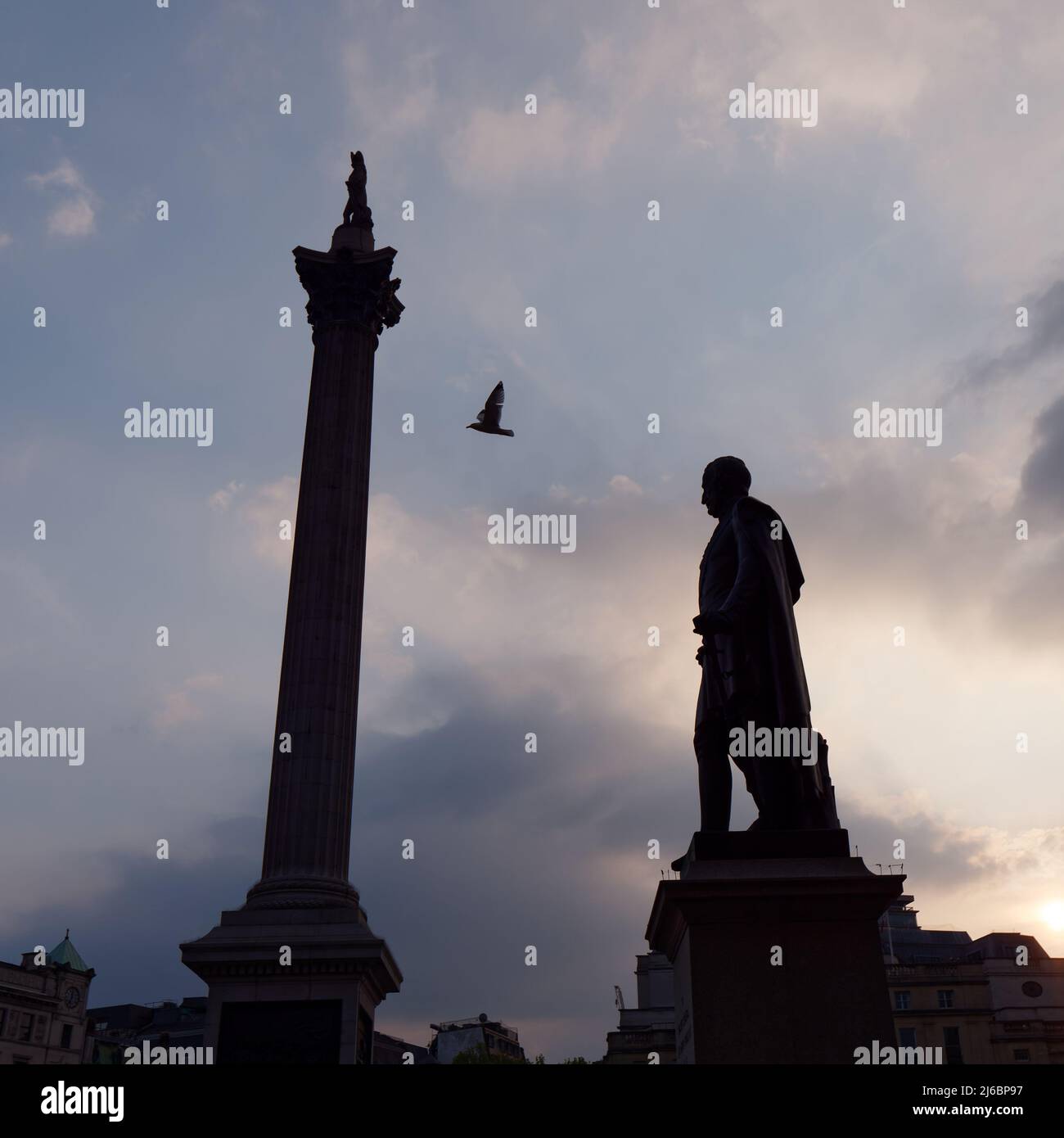 Silhouette der Statue von Sir Henry Havelock und der Nelsons-Säule auf dem Trafalgar Square, während ein Vogel überfliegt. Stockfoto