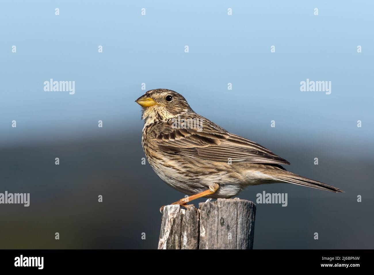 Miliaria calandra, Maishämmer. Levsos Stockfoto