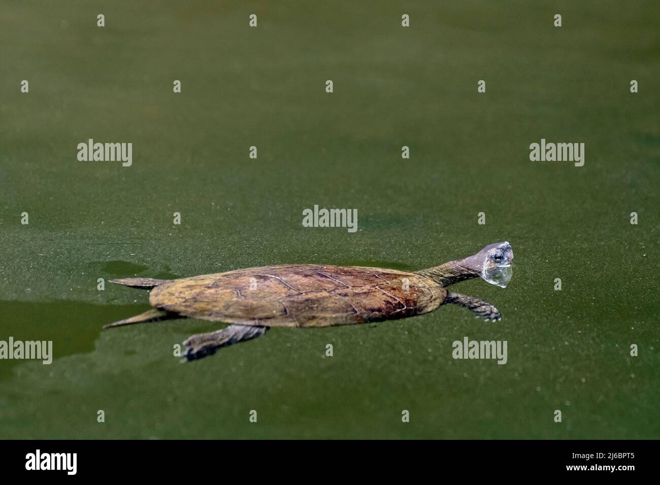 (Mauremys rivulata, westliche Kaspische Schildkröte. Levsos Stockfoto