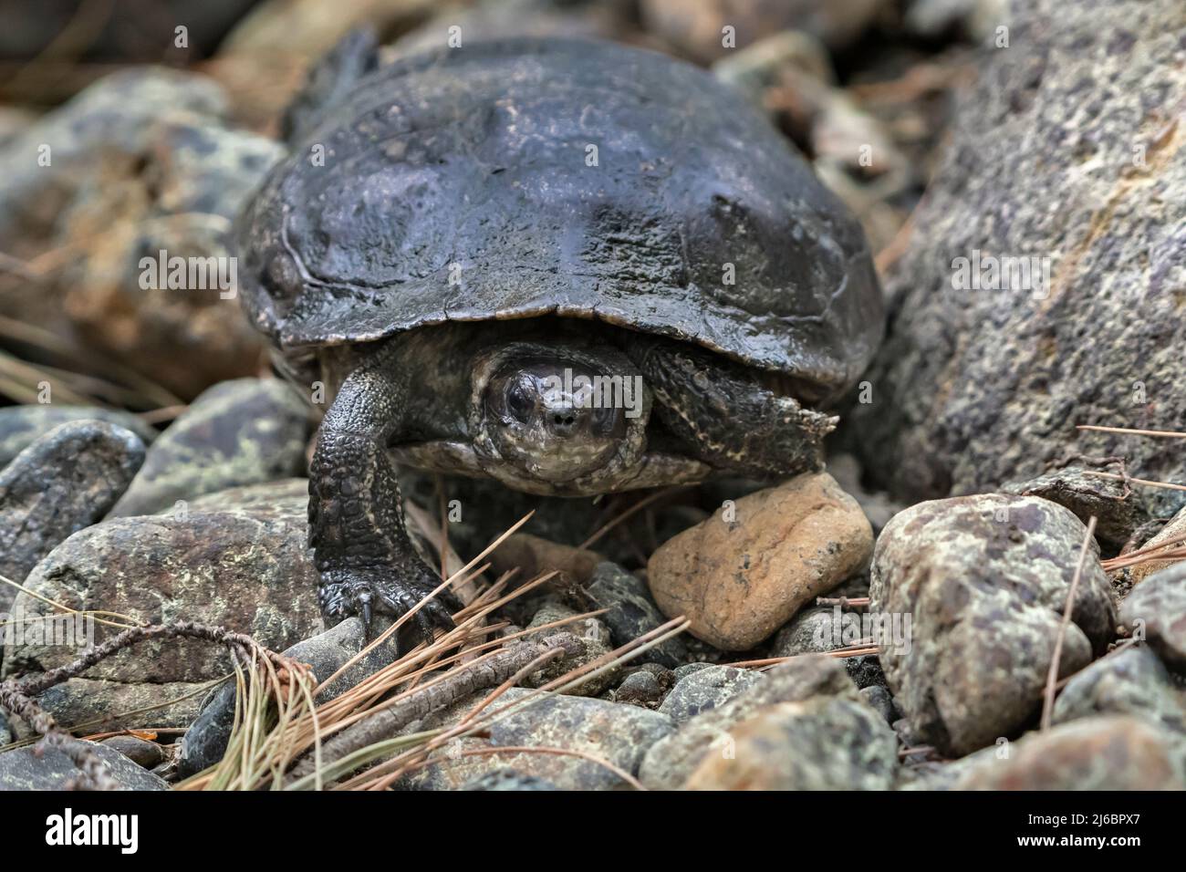 (Mauremys rivulata, westliche Kaspische Schildkröte. Levsos Stockfoto