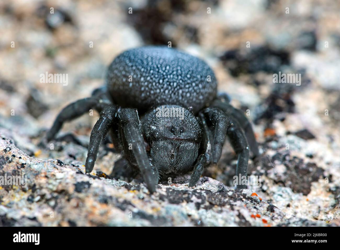 Eresus walckenaeri, weibliche Spinne. Levsos Stockfoto