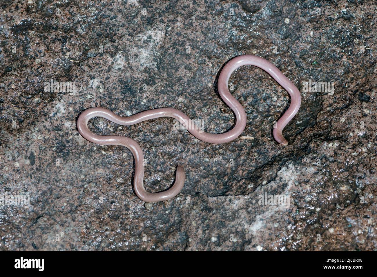 Xerotyphlops vermicularis, European Blind Snake oder European Worm Snake. Levsos Stockfoto