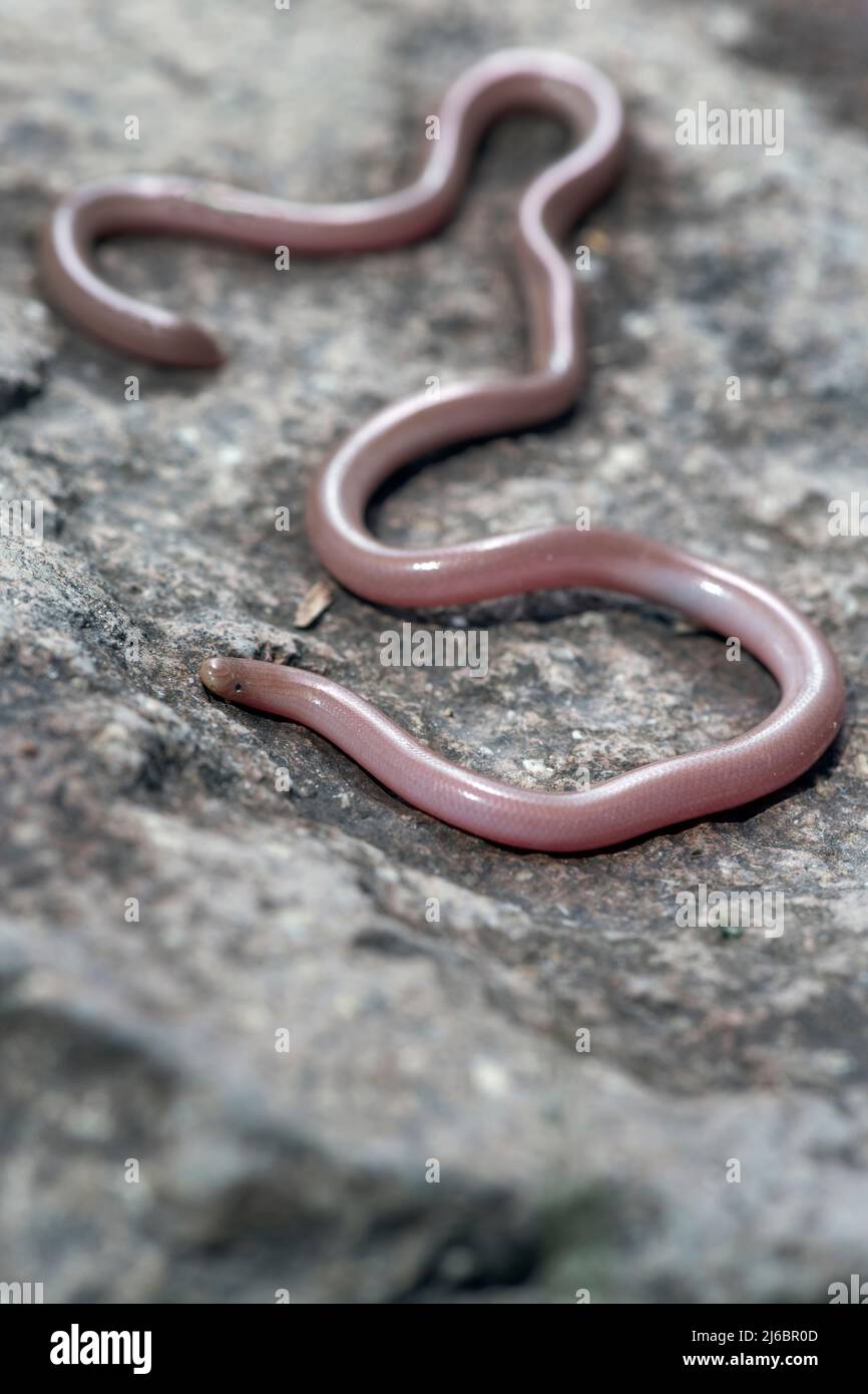 Xerotyphlops vermicularis, European Blind Snake oder European Worm Snake. Levsos Stockfoto