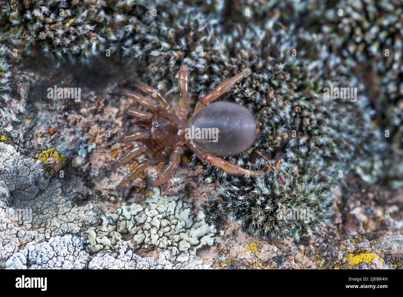 Cyrtocarenum cunicularium, kretische Falltür-Spinne. Levsos Stockfoto