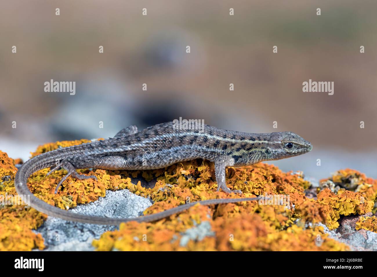 Ophisops elegans, Schlangenäugige Echse. Levsos Stockfoto