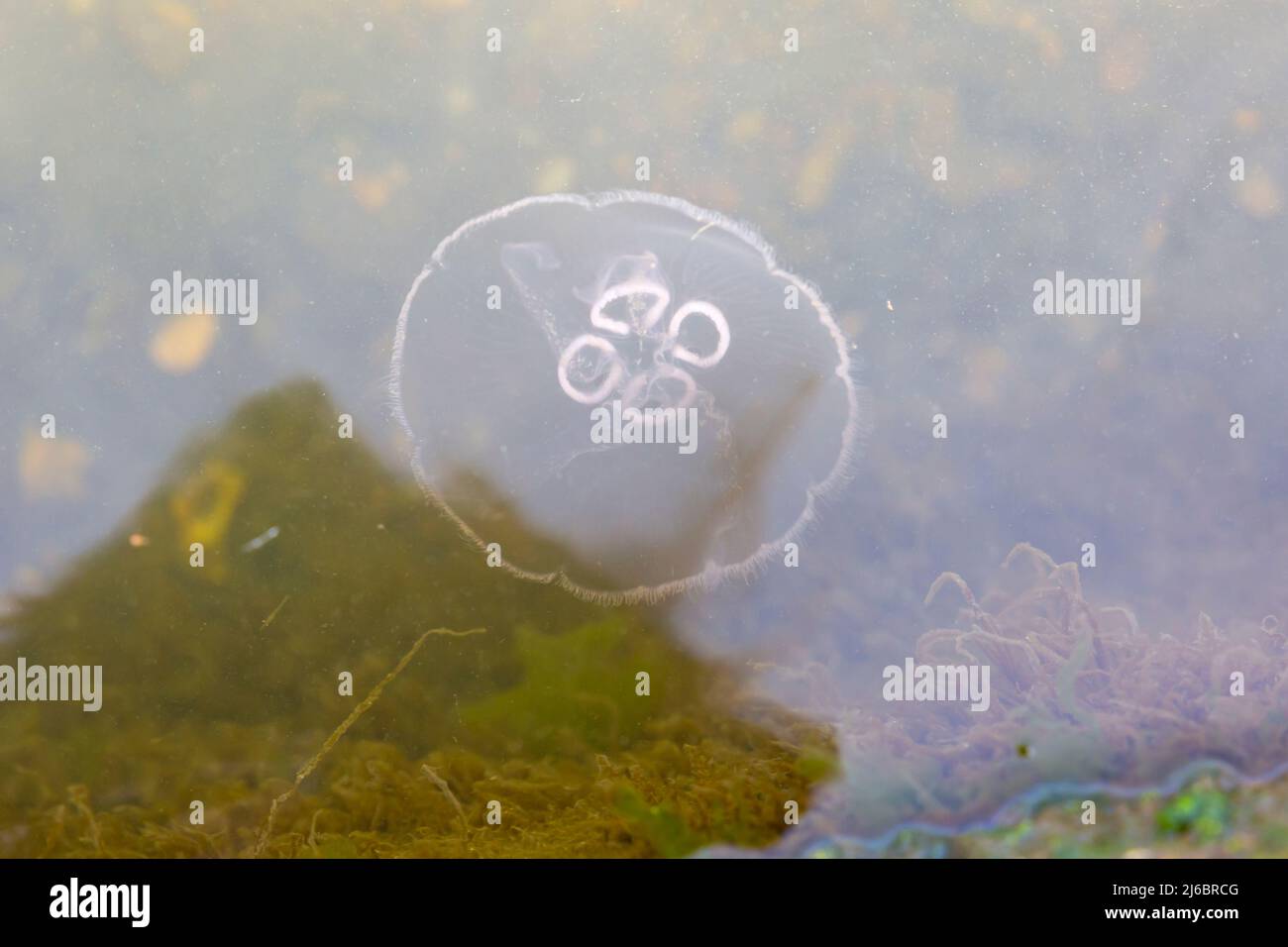 Poole, Dorset, Großbritannien. 30.. April 2022. Moon Jellyfish, Aurelia aurita, gesehen in Poole Park Lake, Poole, Dorset an einem sonnigen Tag. Quelle: Carolyn Jenkins/Alamy Live News Stockfoto