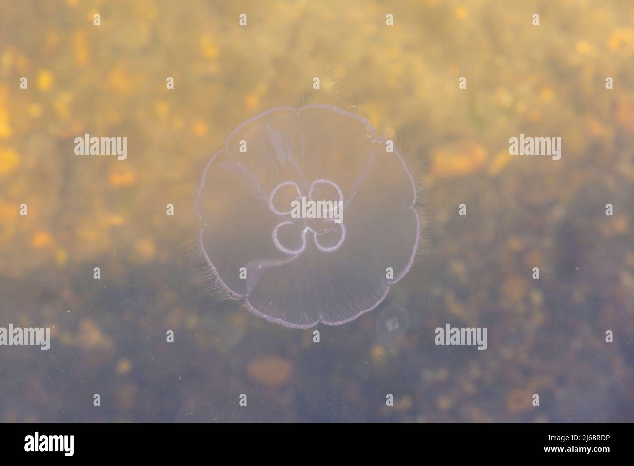 Poole, Dorset, Großbritannien. 30.. April 2022. Moon Jellyfish, Aurelia aurita, gesehen in Poole Park Lake, Poole, Dorset an einem sonnigen Tag. Quelle: Carolyn Jenkins/Alamy Live News Stockfoto