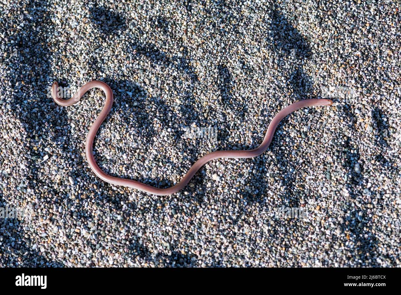 Xerotyphlops vermicularis, European Blind Snake oder European Worm Snake. Levsos Stockfoto