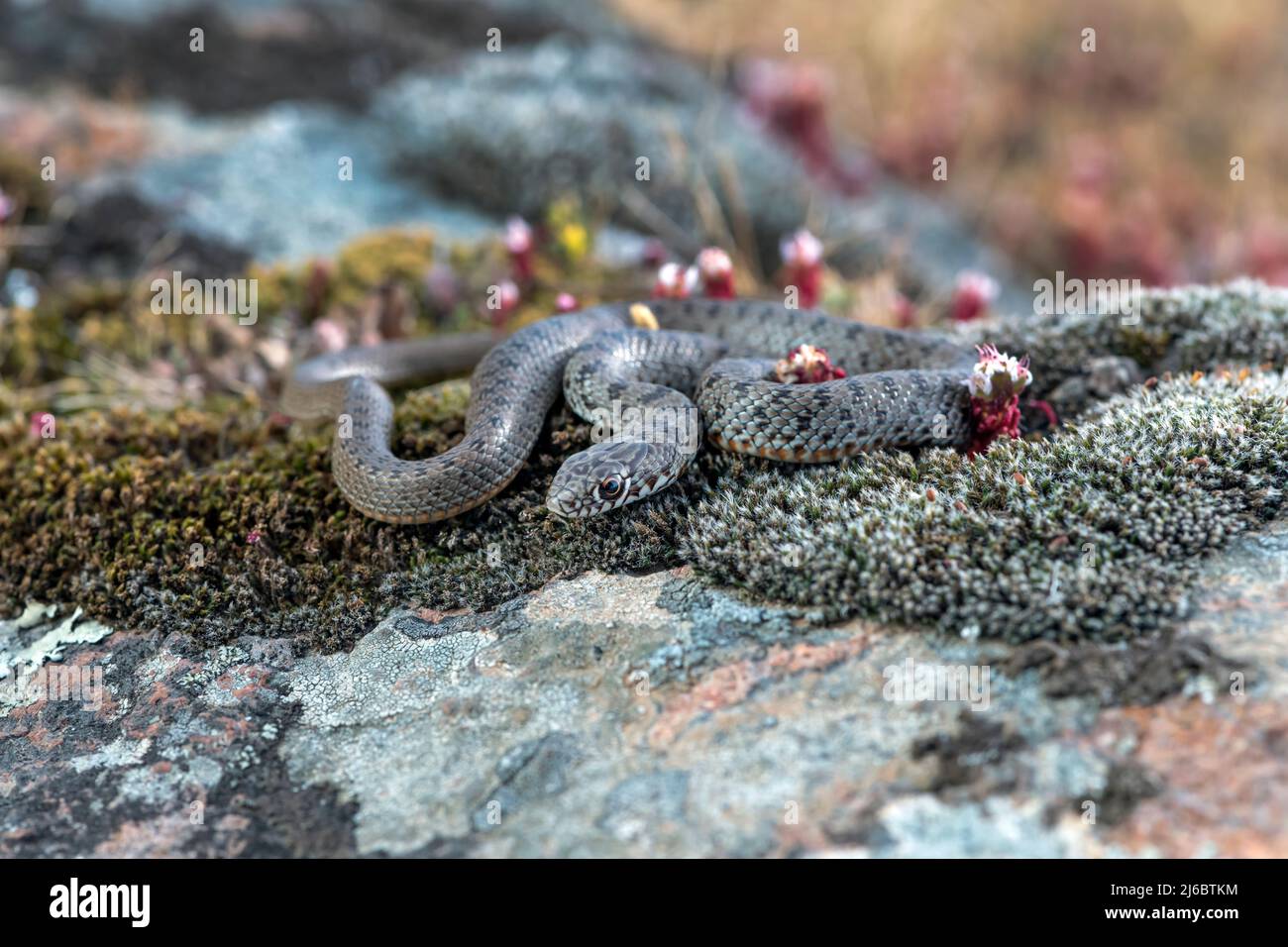 Eirenis modestus, Zwergschlange. Levsos Stockfoto