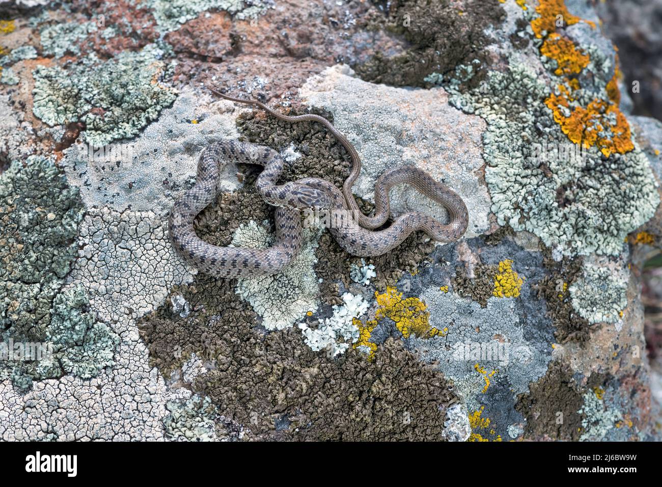Eirenis modestus, Zwergschlange. Levsos Stockfoto