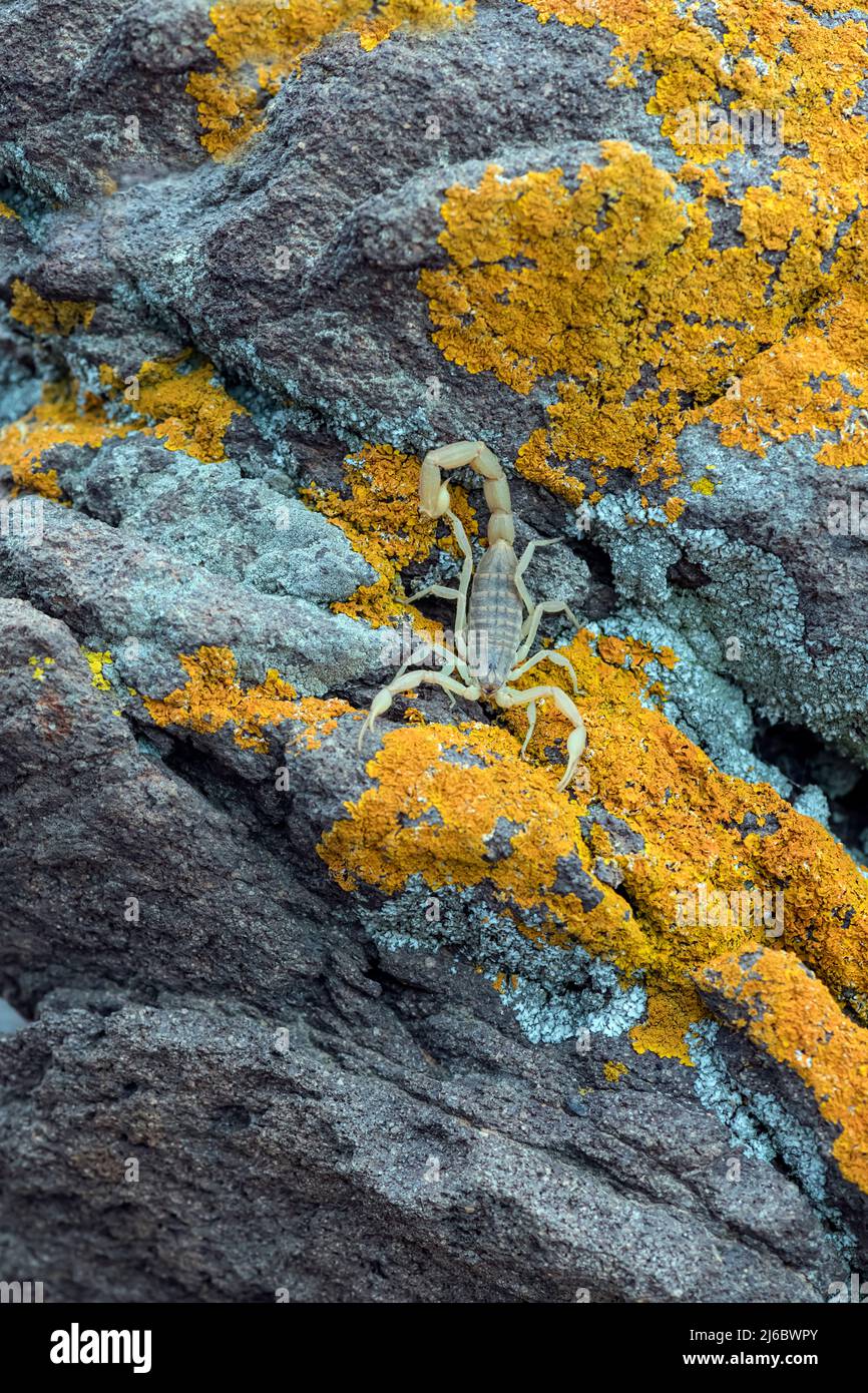 Aegeobuthus gibbosus, Skorpion. Levsos Stockfoto