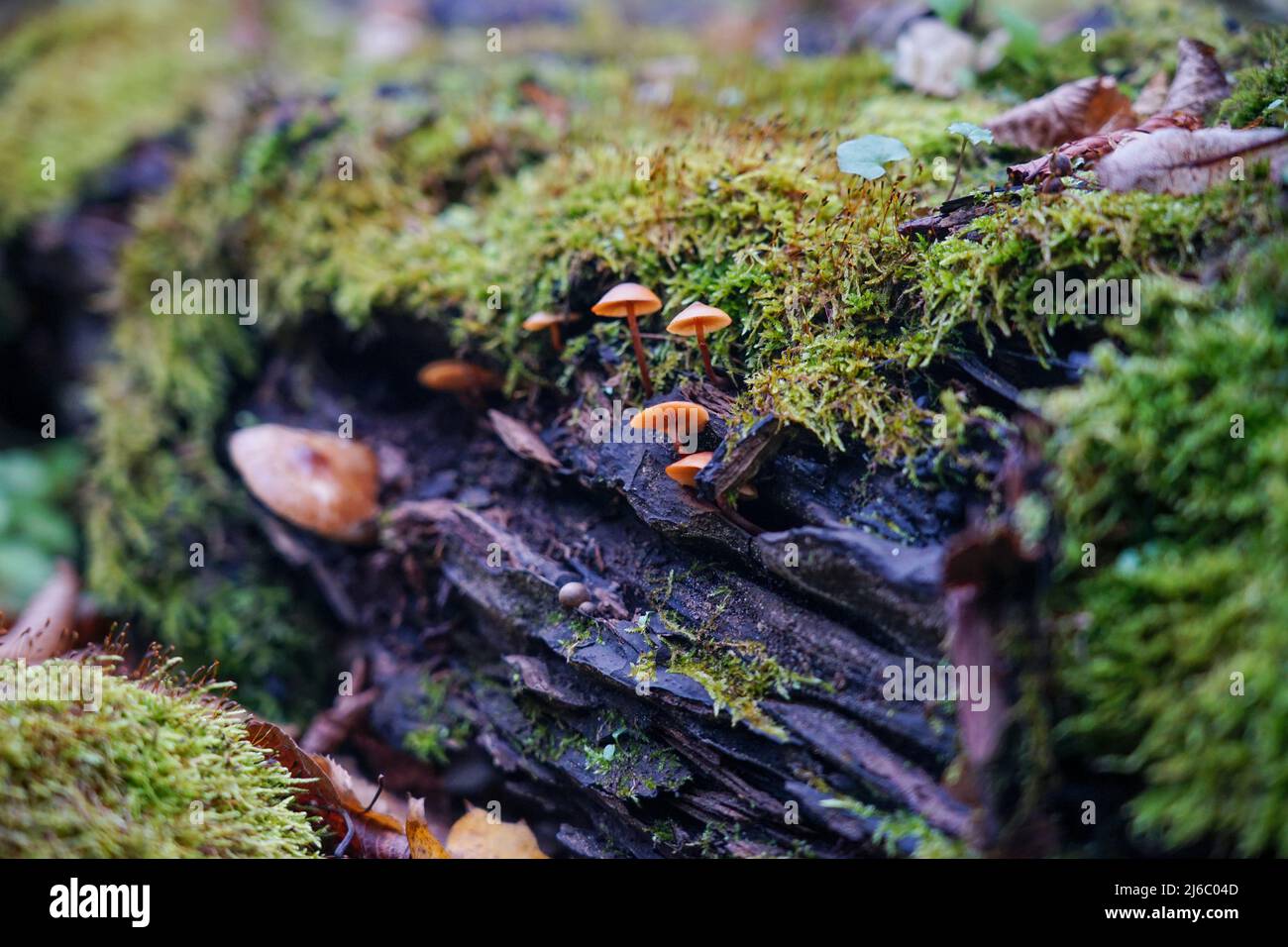 Kleine Pilze wachsen auf einem alten Baumstamm. Ein Baumstamm, der mit Moos überwuchert wurde Stockfoto