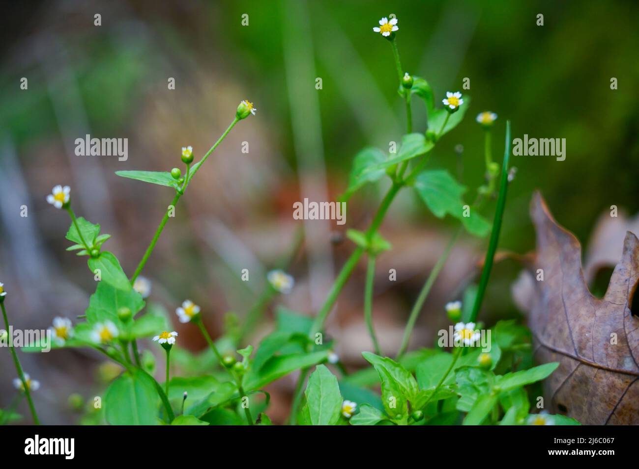 Kleine weiße Blüten wachsen in der Nähe von Steinen Stockfoto