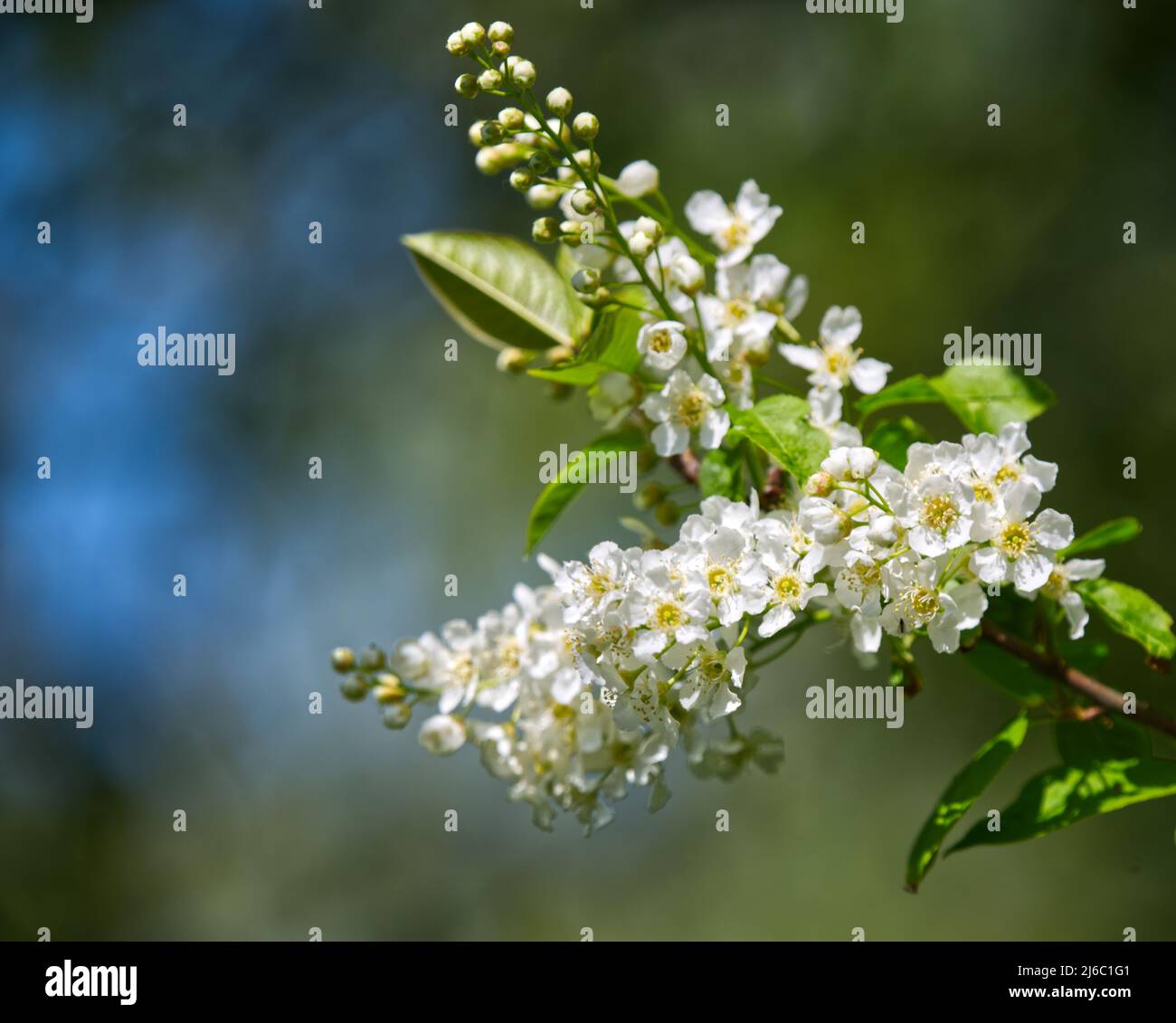Baum Blüte Stockfoto