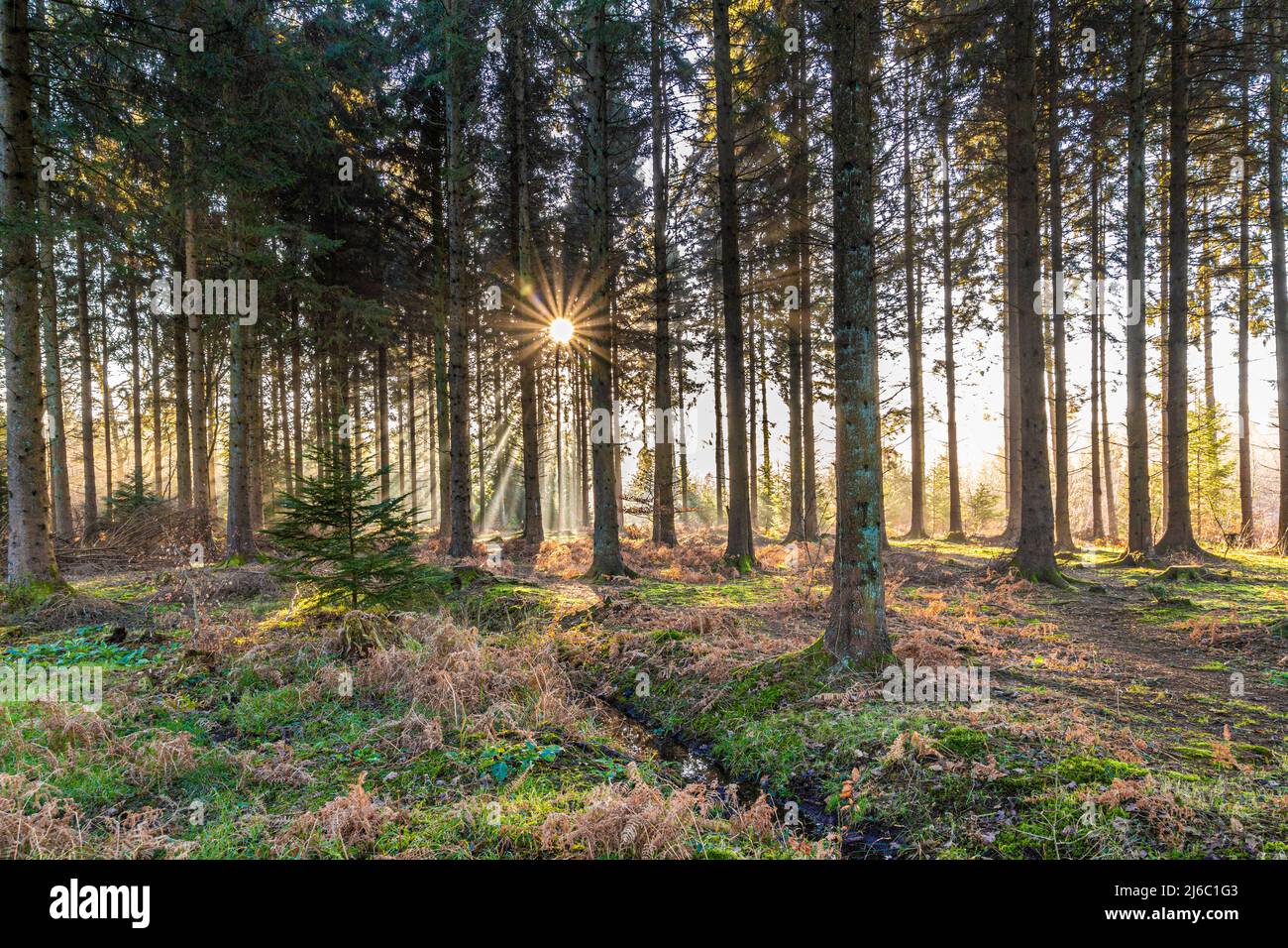 Winter im Forest of Dean - Morgennebel in der Nähe von Ruspidge, Gloucestershire, England Stockfoto