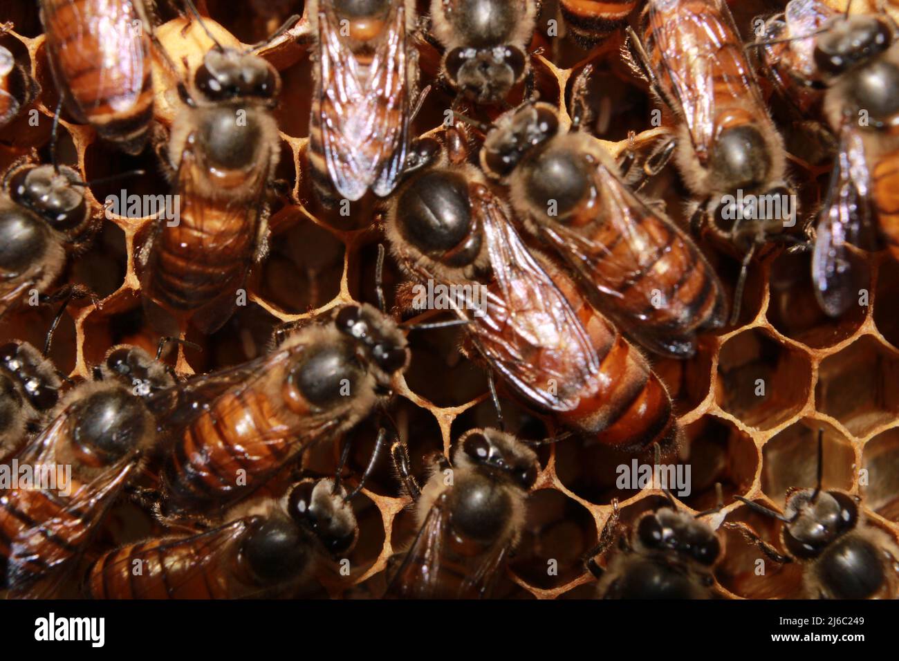 Die Königin einer Honigbiene (APIs cerana indica)-Kolonie sucht nach einem Ort, an dem ein Ei eingelegt werden kann. Indien Stockfoto