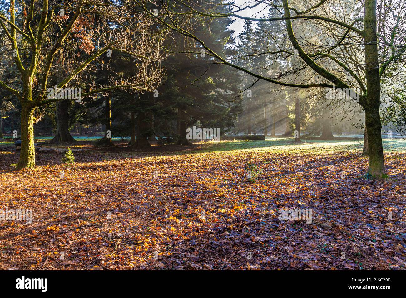 Winter im Forest of Dean - Morgennebel im Cyril Hart Arboretum, Speech House, Gloucestershire, England Stockfoto