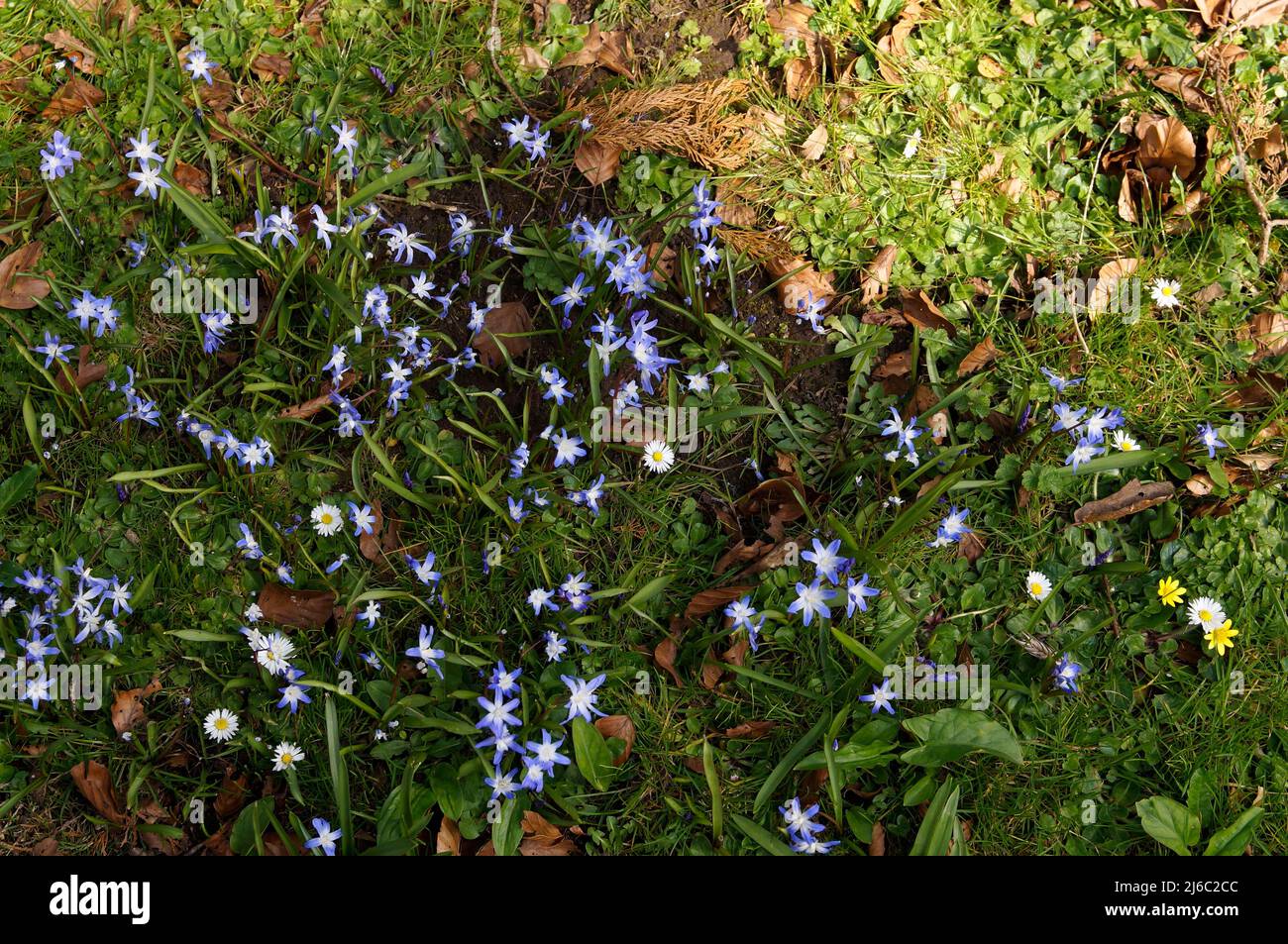 Ein Gänseblümchen inmitten von vielen blauen Blumen. Stockfoto