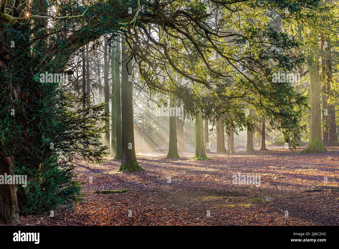 Winter im Forest of Dean - Morgennebel im Cyril Hart Arboretum, Speech House, Gloucestershire, England Stockfoto