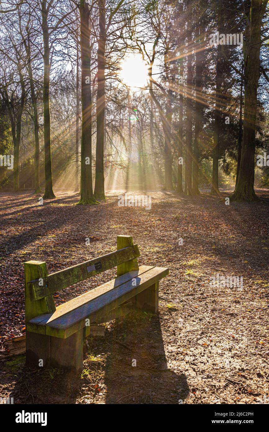 Winter im Forest of Dean - Morgennebel im Cyril Hart Arboretum, Speech House, Gloucestershire, England Stockfoto