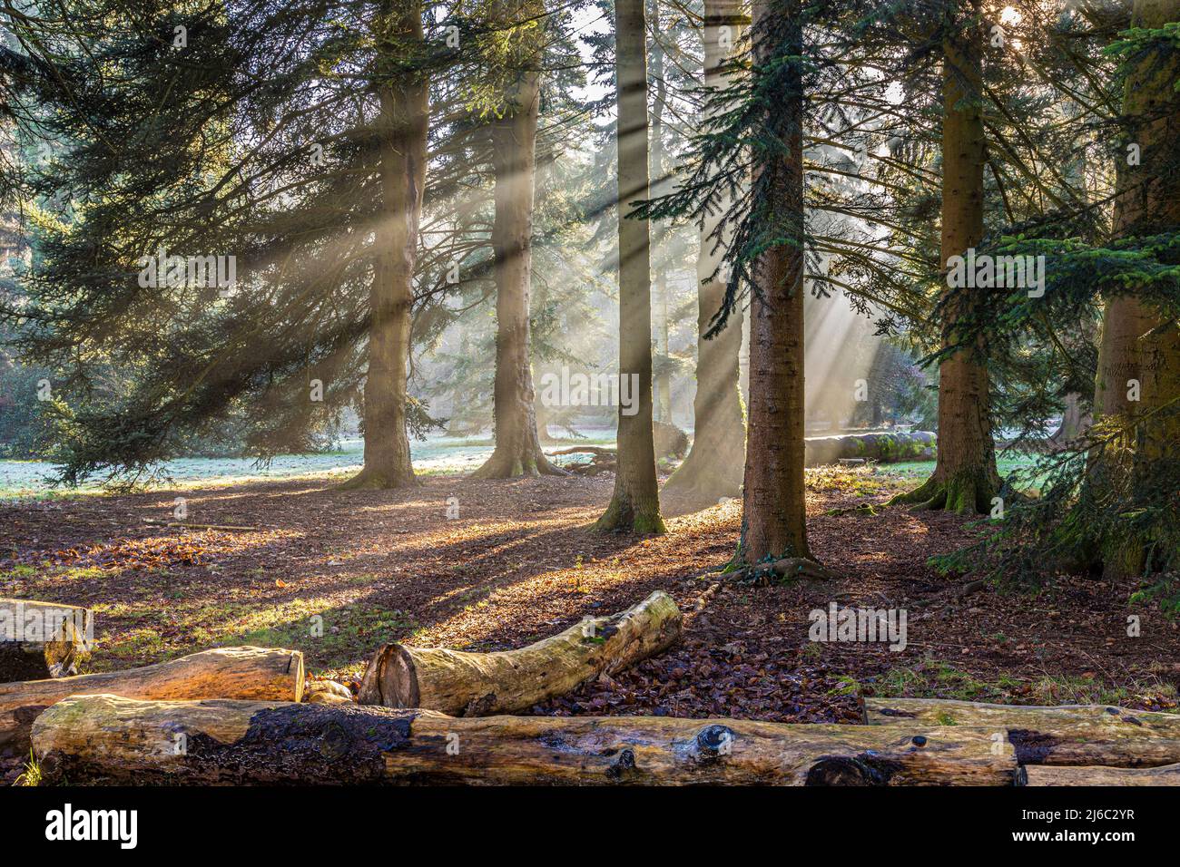 Winter im Forest of Dean - Morgennebel im Cyril Hart Arboretum, Speech House, Gloucestershire, England Stockfoto