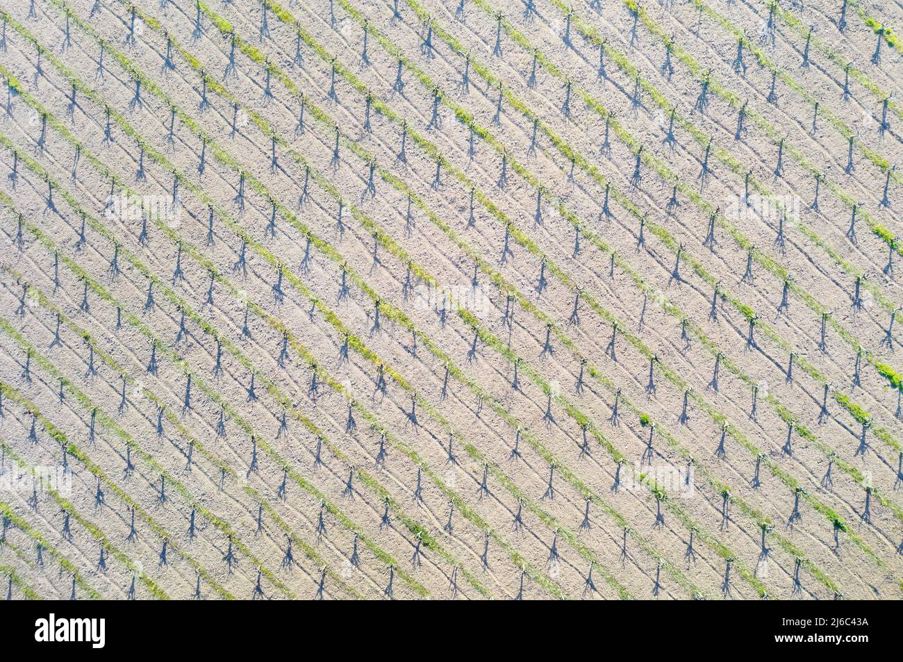 Weinberg abstrakten Hintergrund. Lange Schatten, Blick von oben Stockfoto