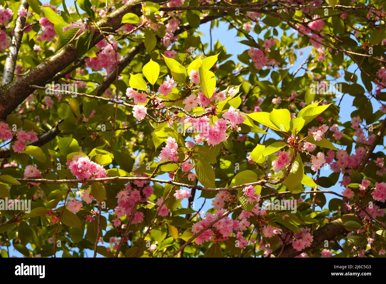Blühender rosa Kirschblütenbaum im Hintergrund. Stockfoto