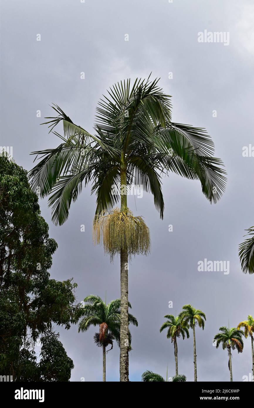 Palmenblüten (Archontophoenix alexandrae) auf tropischem Regenwald Stockfoto