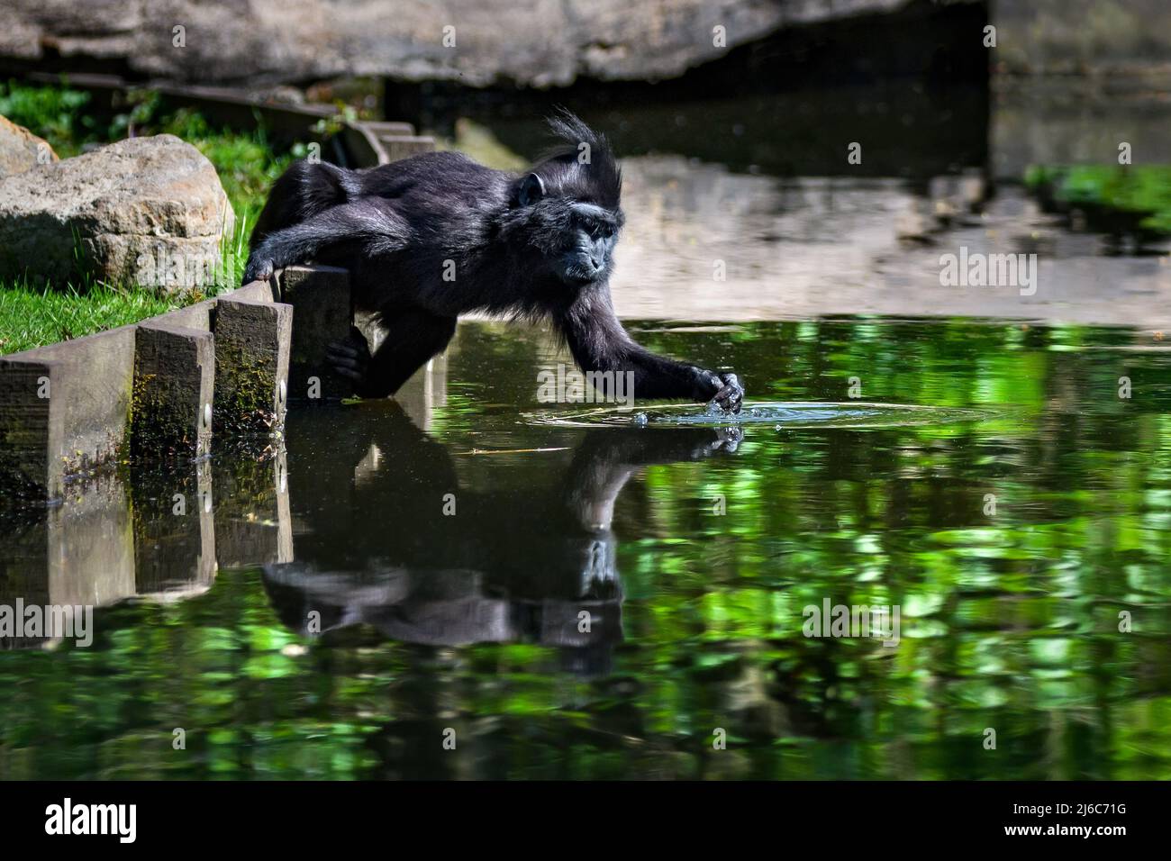 Die Makaken der Schösserkappen berühren Wasser an der Uferseite Stockfoto