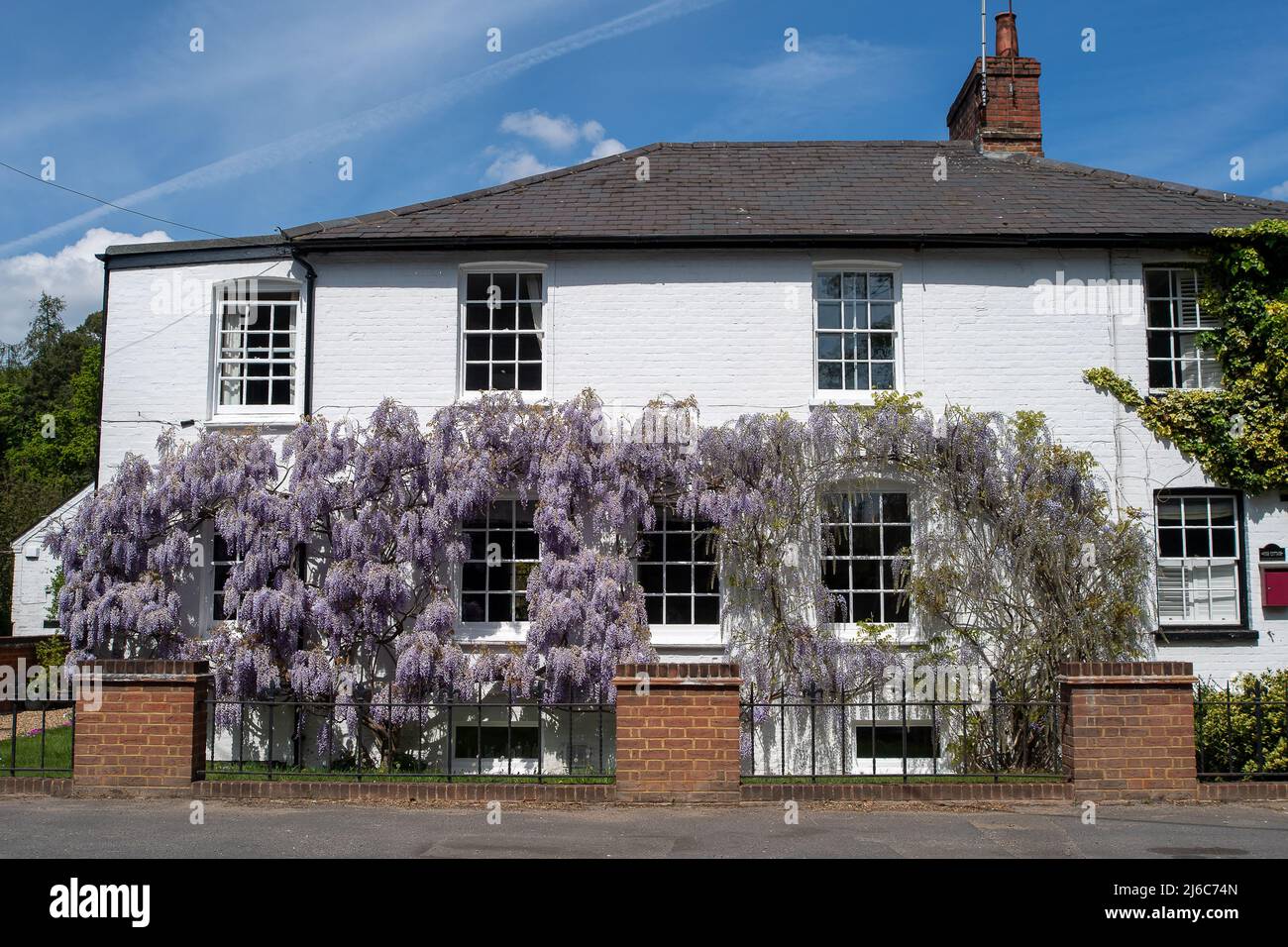 Henley-upon-Thames, Oxfordshire. 30.. April 2022. Schöne Glyzinie vor einem Ferienhaus in Henley an einem schönen warmen sonnigen Mai Feiertagswochenende. Quelle: Maureen McLean/Alamy Live News Stockfoto