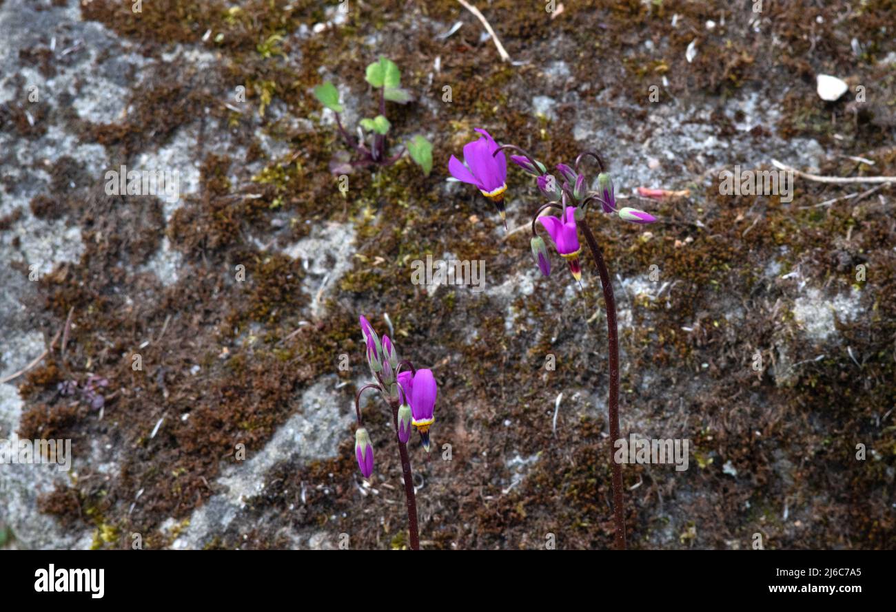 Dodecatheon pulchellum „Red Wings“ Stockfoto